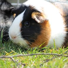 Marsvin Koreskas FIONA