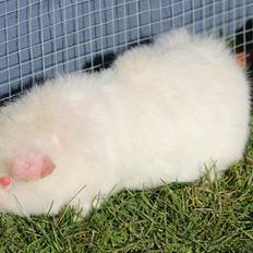 Marsvin ZIMBABWE fra Igelsoe