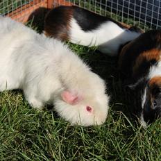 Marsvin ZIMBABWE fra Igelsoe