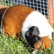 Marsvin VICARIE van Priscilla Schriever (Holland)