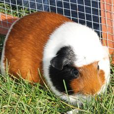 Marsvin VICARIE van Priscilla Schriever (Holland)