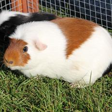 Marsvin VICARIE van Priscilla Schriever (Holland)