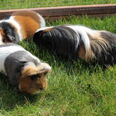 Marsvin Koreskas WALT DISNEY