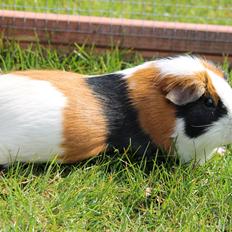 Marsvin Koreskas WALT DISNEY