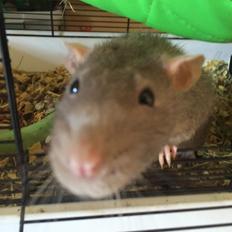 Tamrotte Pepper R.I.P