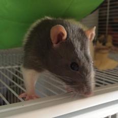 Tamrotte Ratatouille R.I.P 