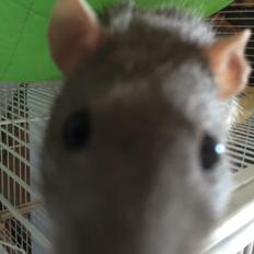 Tamrotte Ratatouille R.I.P 