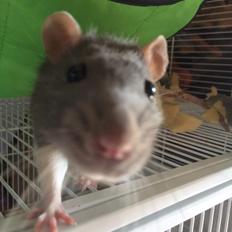 Tamrotte Ratatouille R.I.P 