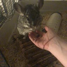 Chinchilla Mango