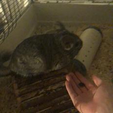 Chinchilla Mango