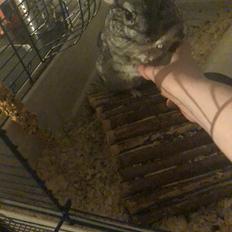Chinchilla Mango