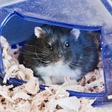 Dværghamster Bertram
