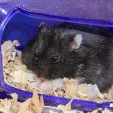 Dværghamster Bertram