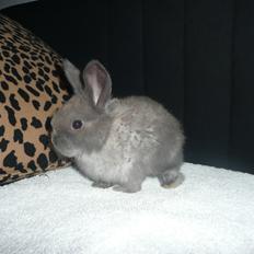 Kanin Bamse °Himmelgnaver°