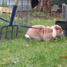 Kanin Aloha-Kanins Arthur (R.I.P)