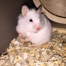 Hamster Luna