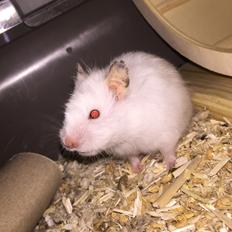 Hamster Luna