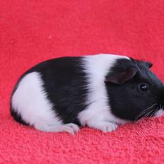 Marsvin Koreskas ÆTHELGYTH