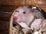 Hamster Luna