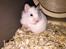 Hamster Luna
