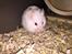 Hamster Luna