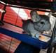 Chinchilla Coco 