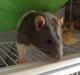 Tamrotte Ratatouille R.I.P 