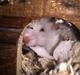 Hamster Luna
