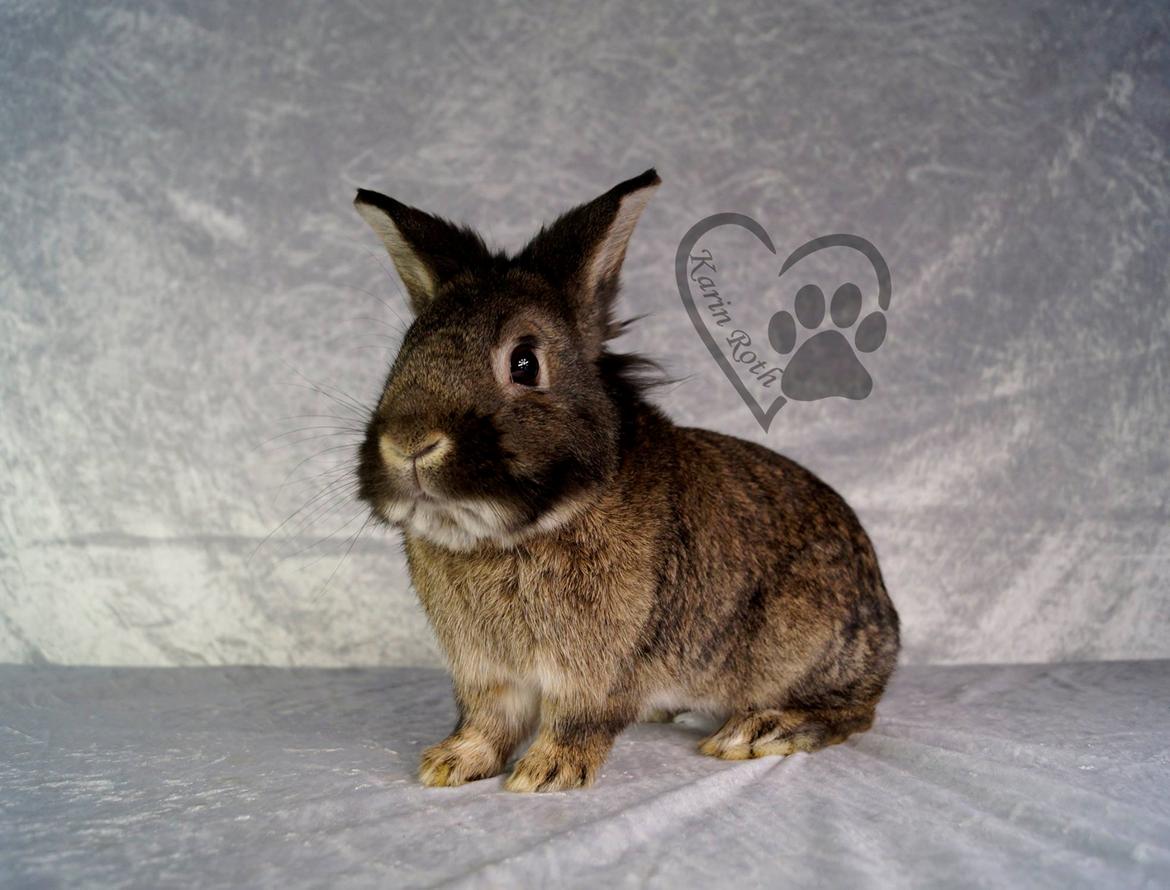 Kanin Picnic's Zombie billede 48