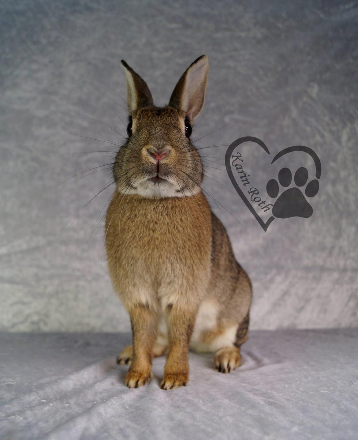 Kanin I'm a Wild One billede 13