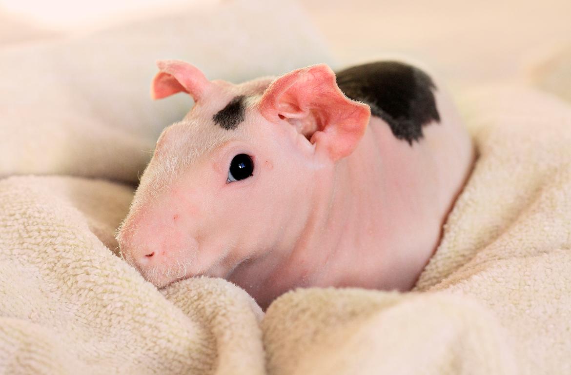 Marsvin Berliner-Nackedei-Meerschwein Mausi  billede 2