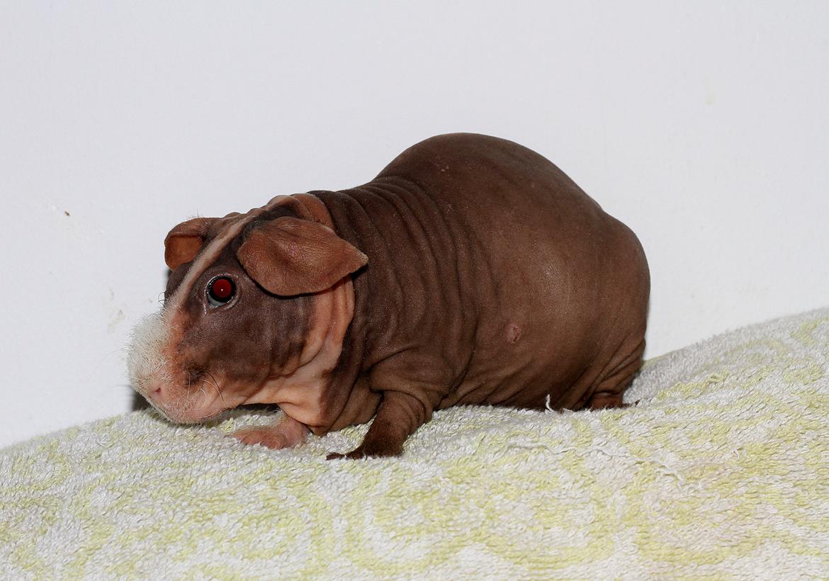 Marsvin Berliner-Nackedei-Meerschwein Remi billede 3