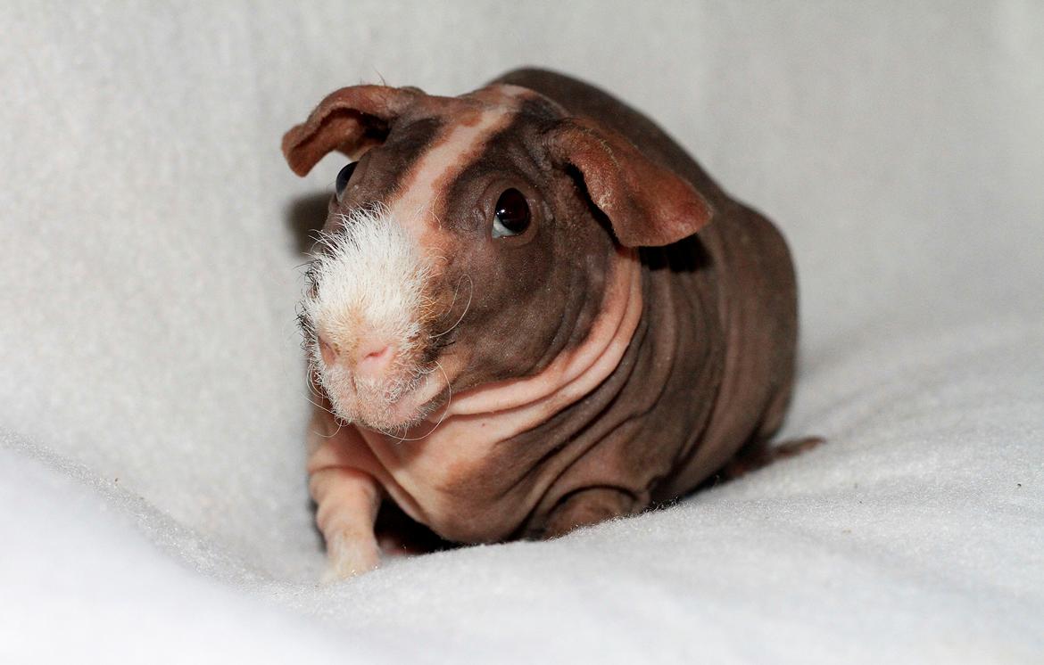 Marsvin Berliner-Nackedei-Meerschwein Remi billede 6