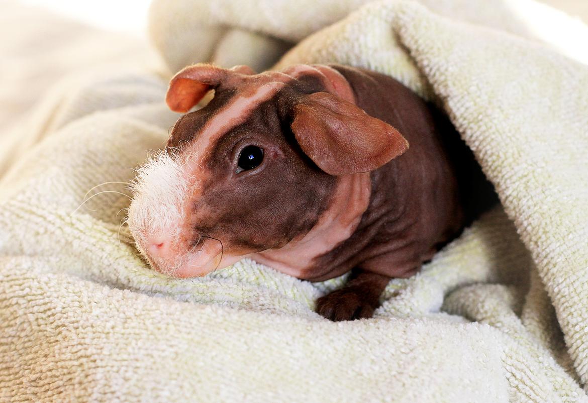 Marsvin Berliner-Nackedei-Meerschwein Remi billede 2