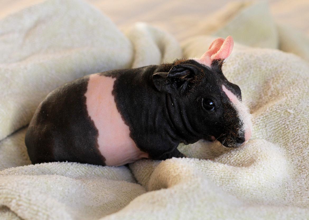 Marsvin Berliner-Nackedei-Meerschwein Wally  billede 3