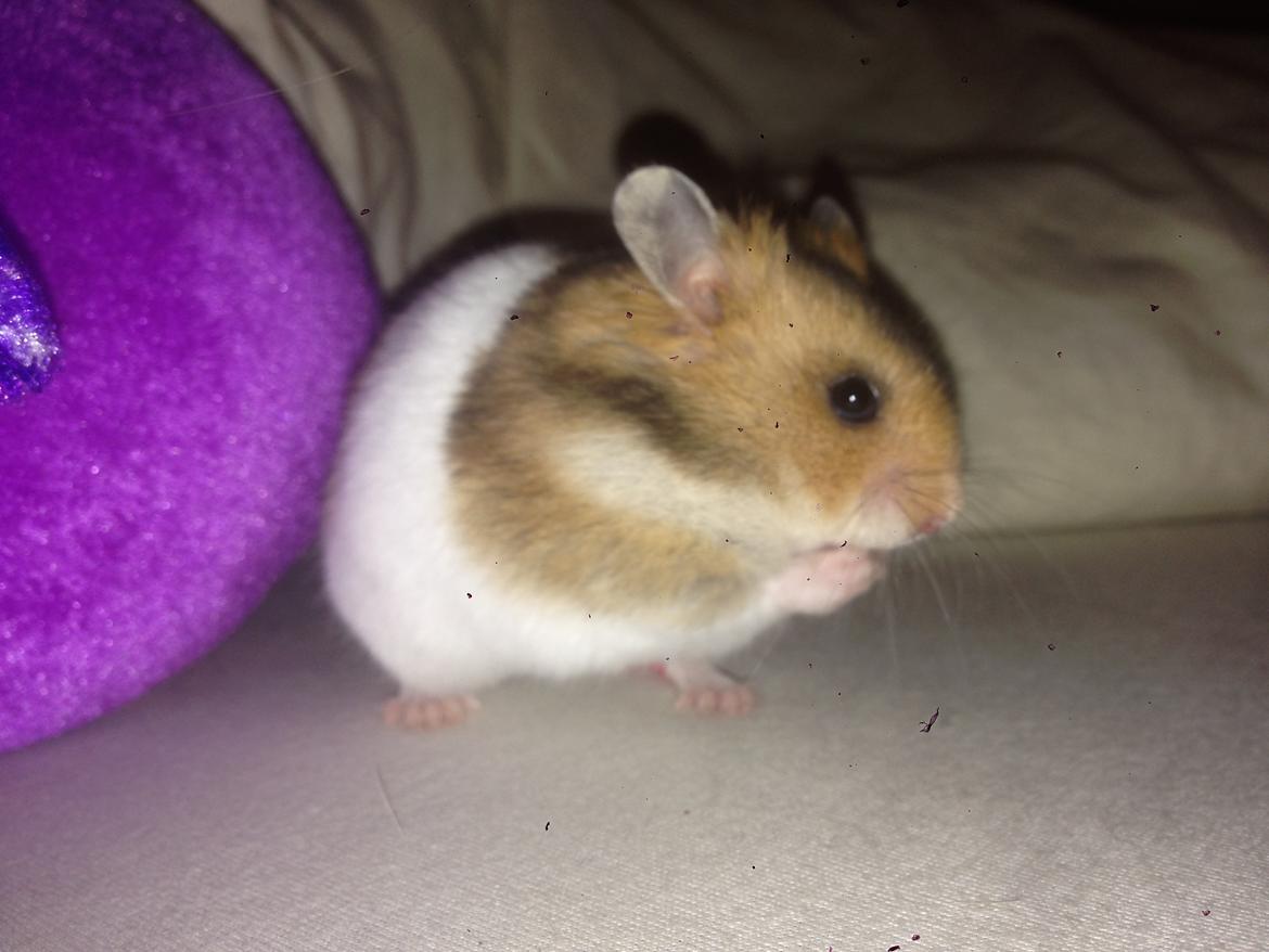 Hamster Pascal *Himmel hamster* billede 10