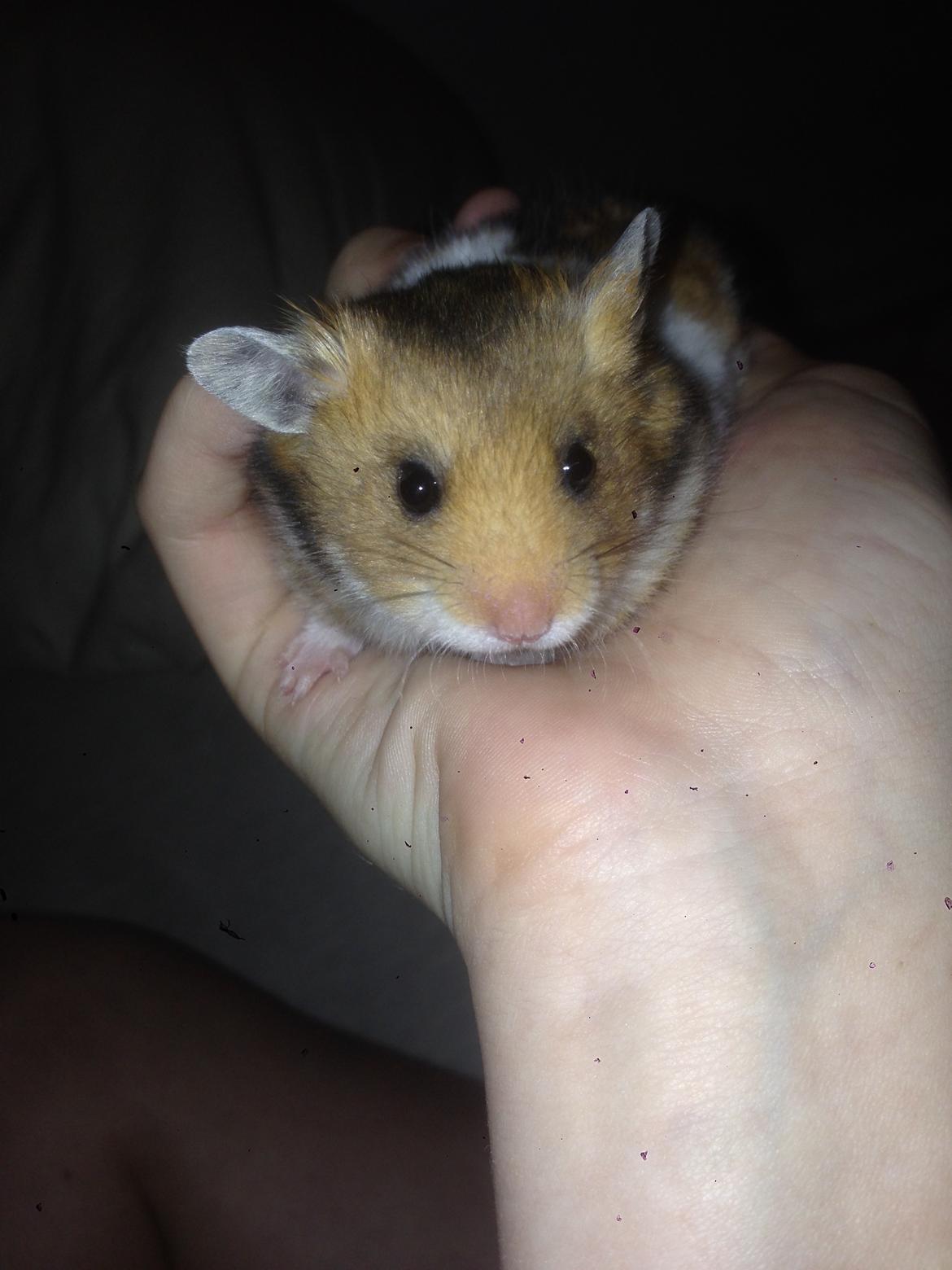 Hamster Pascal *Himmel hamster* billede 11