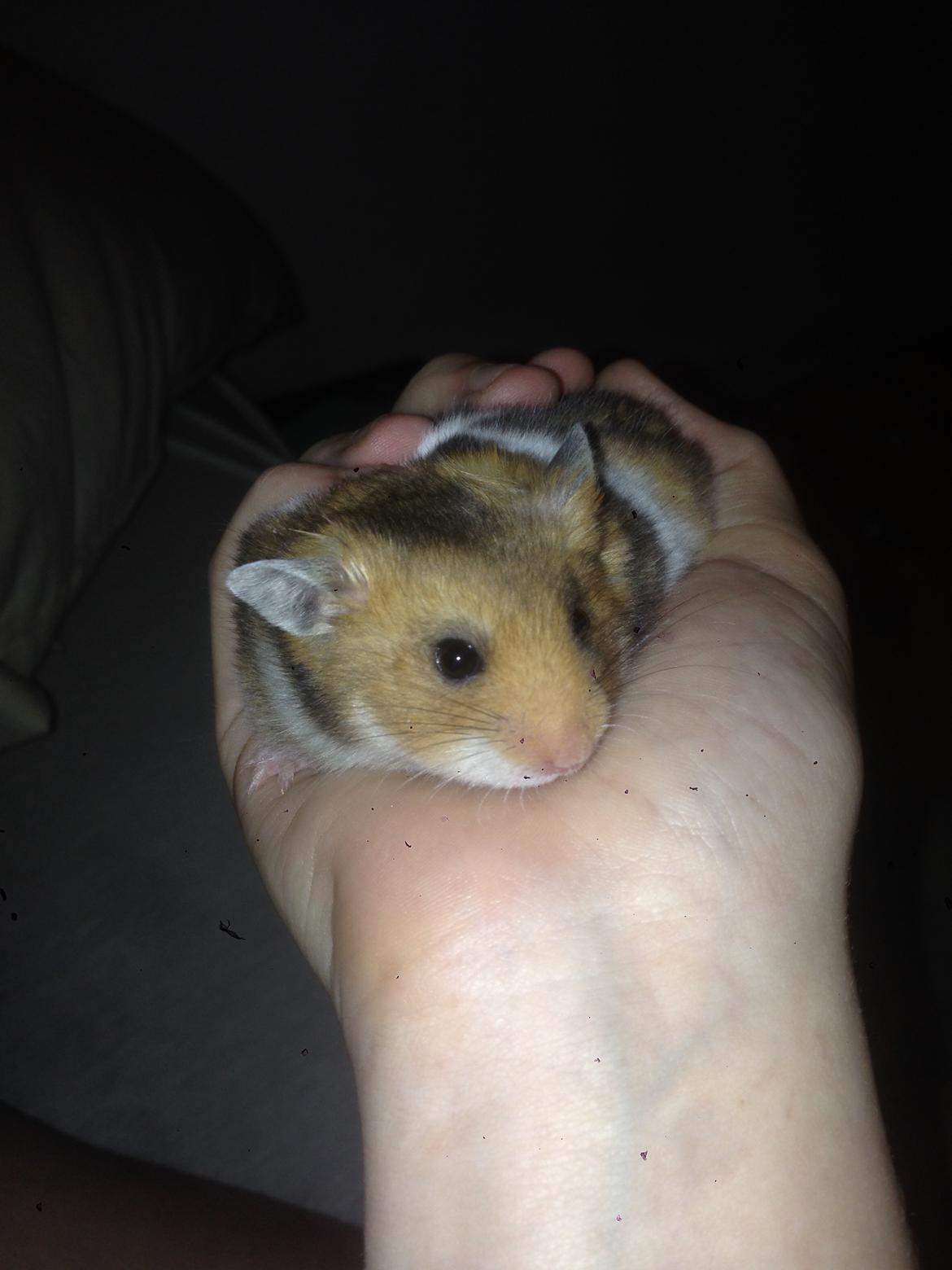 Hamster Pascal *Himmel hamster* billede 12