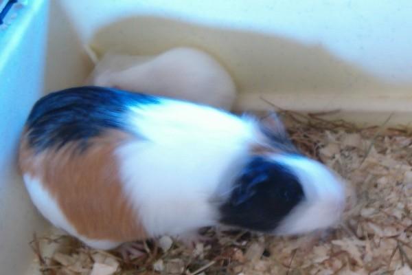 Marsvin ZIGGI fra Morsø billede 5