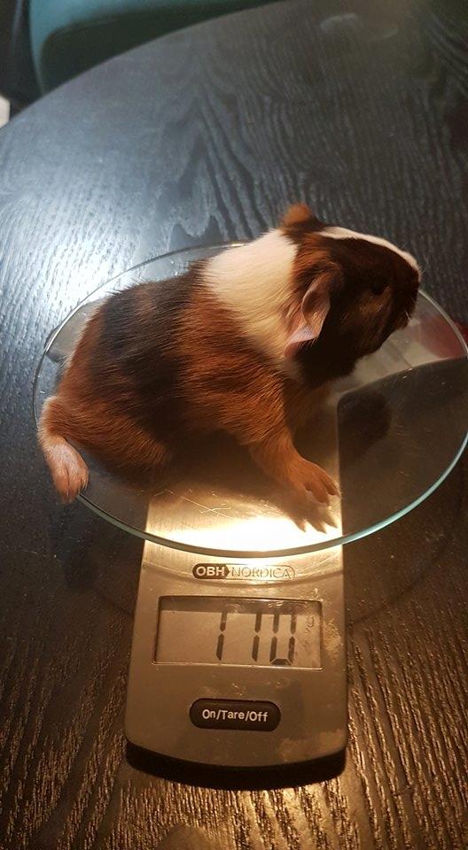 Marsvin Koreskas NAPOLEON billede 6