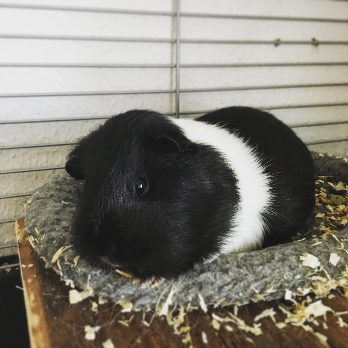 Marsvin Speedy billede 9