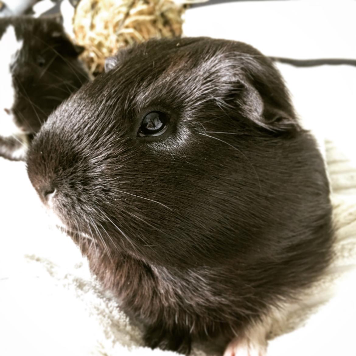 Marsvin Speedy billede 17