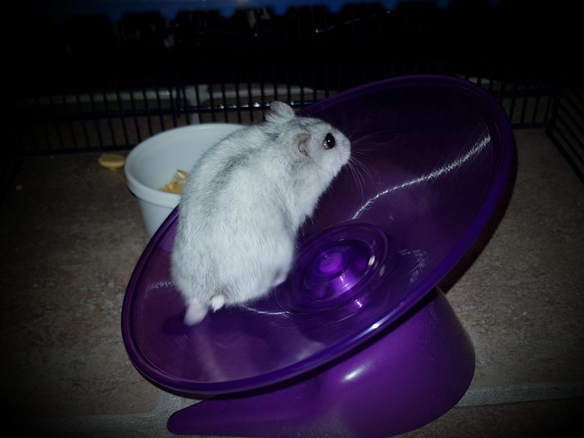 Dværghamster Budde RIP billede 14