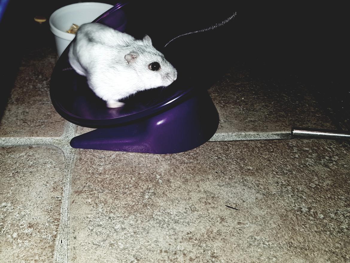 Dværghamster Budde RIP billede 15