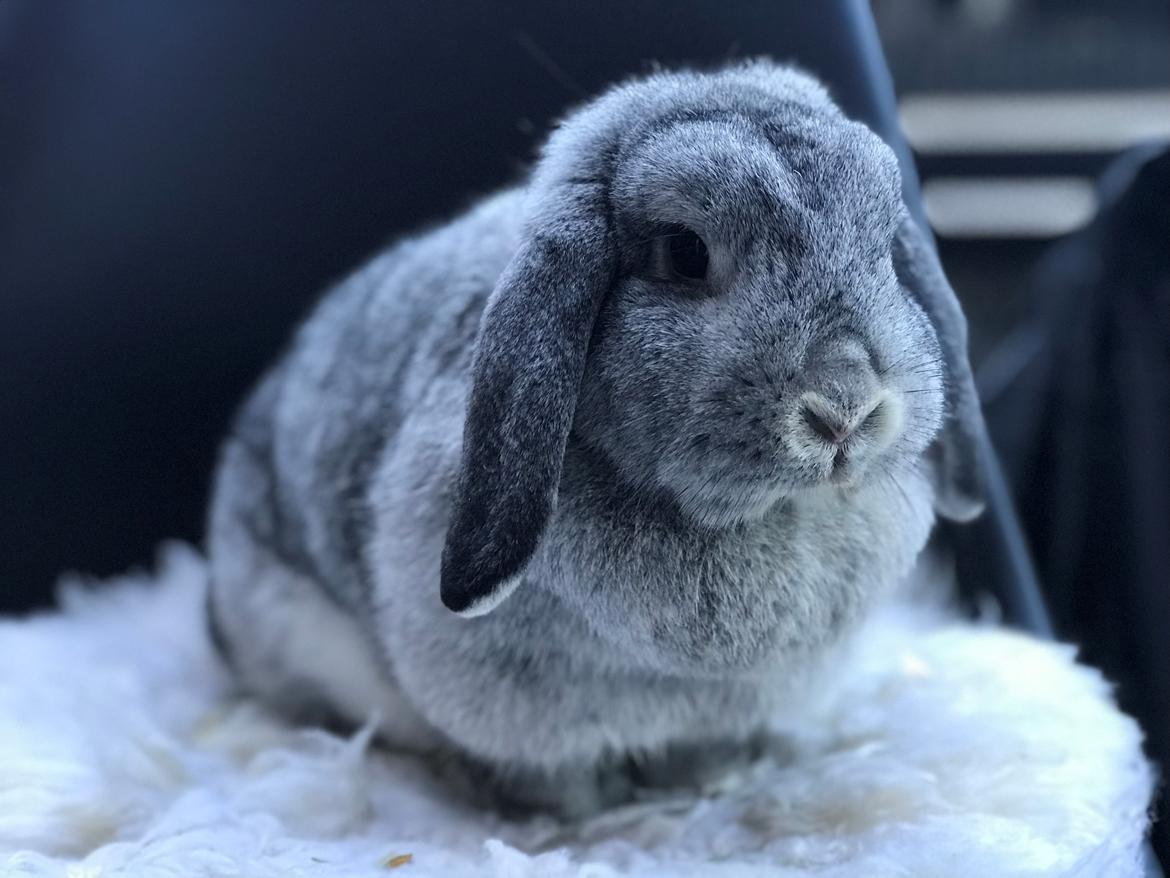 Kanin Molly billede 2