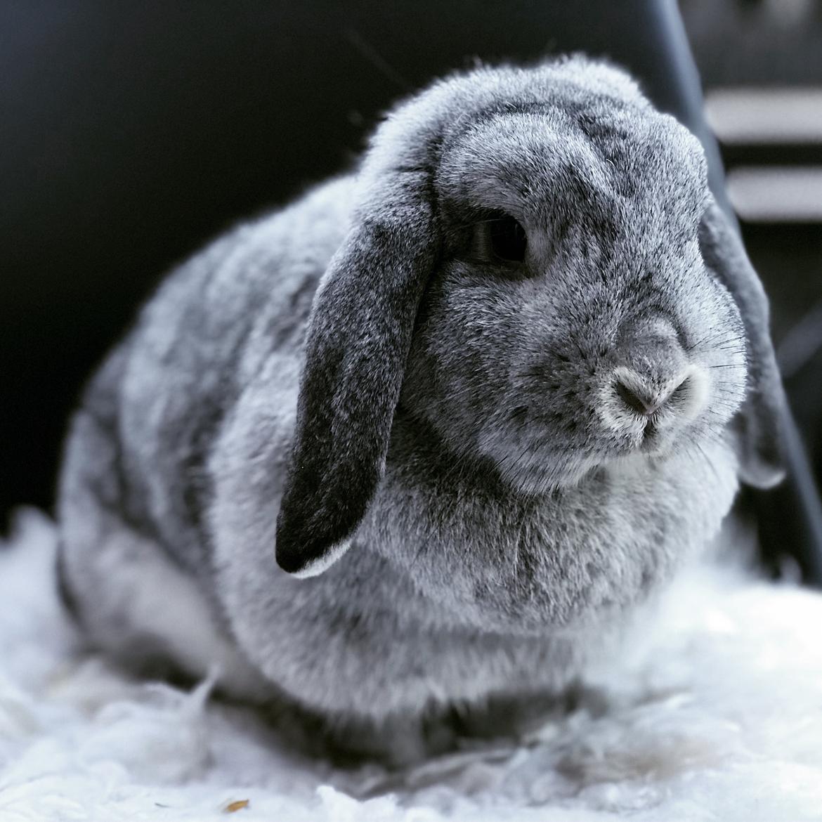 Kanin Molly billede 1