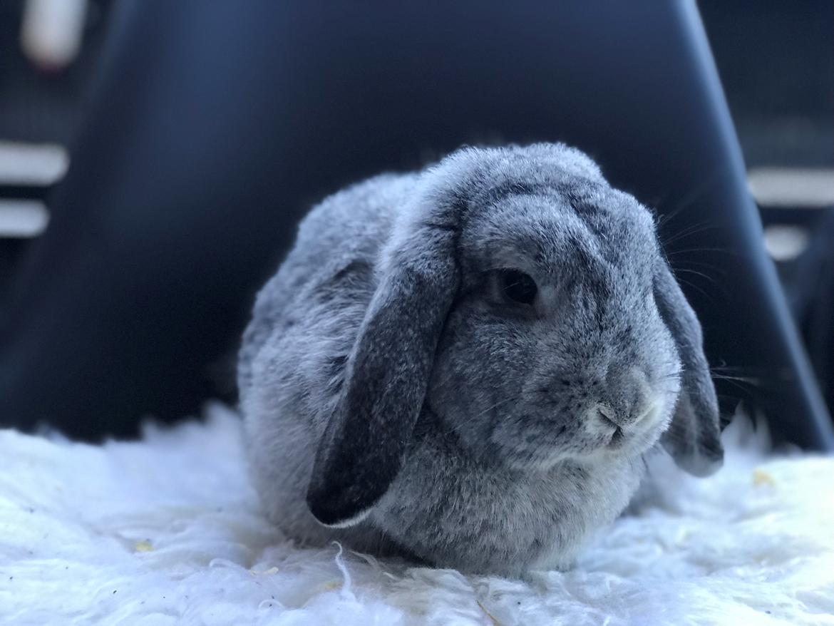 Kanin Molly billede 3