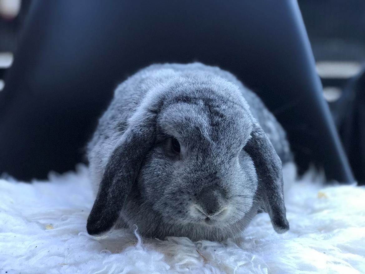 Kanin Molly billede 4