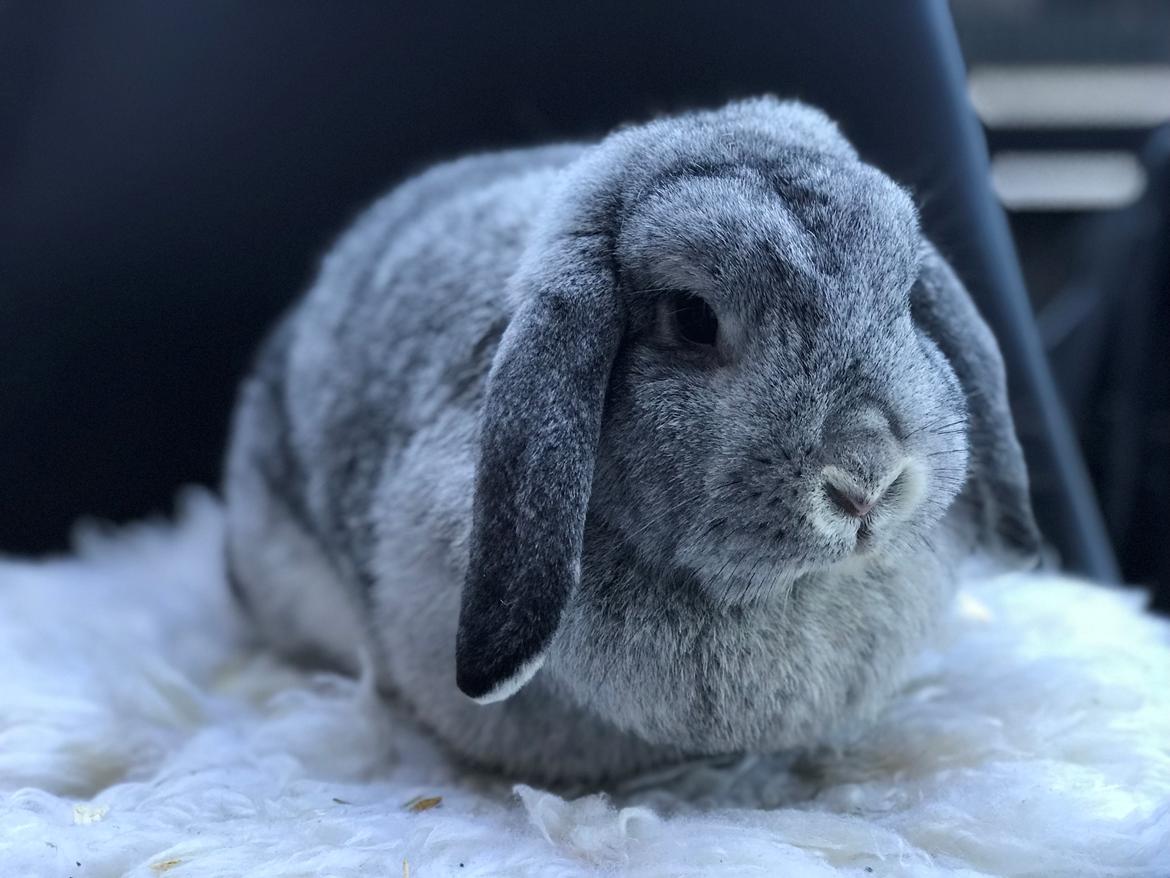 Kanin Molly billede 5