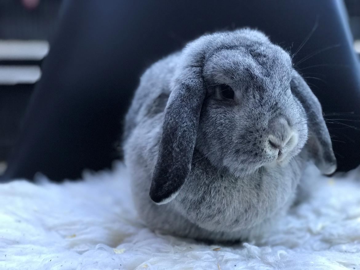 Kanin Molly billede 6